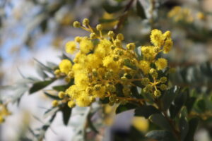 【3月も毎日営業です】春の兆しを感じつつ